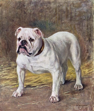 The Famous Bulldog Ch Silent Duchess by Frances C. Fairman